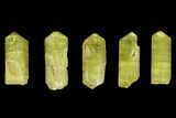 Five Yellow Apatite Crystals (over ) - Morocco #143081-1